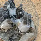 فراخة زاجل
