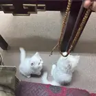 قطين شيرازي للتبني