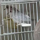 جوز يمام ماسي. تم البيع