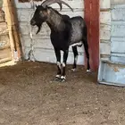 فحل ولد وعل مباشره خصم