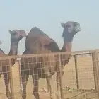 مكه عمق