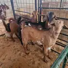 تيوس جنوبية للبيع