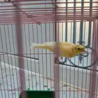 كناري ذكر لون برتقالي