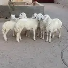 بهم حري رخال وخرفان