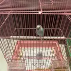 جوز كروان وبادجي وزيبرا