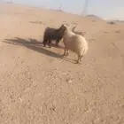 نعجه حايل فل شحم