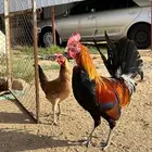 دجاج عربي اصيل