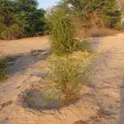 للبيع اشجار هجليج لالوب