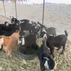 تيوووس للبيع