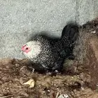 فيومي الأمنيوم وقولد وشبابي