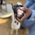 ثنتين غنم للبيع مع عياله