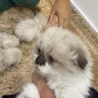 قطط هملايا للبيع