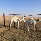 قعدان للبيع