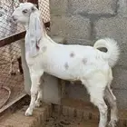 تيوس هولندي