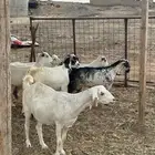 ماعز بيشيات دفيع شرط
