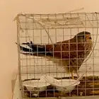 حميميق شبوط