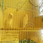 جوز روز