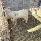 تيوس قزمي العدد 3