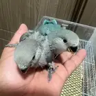 فروخ روز ( تم البيع الله يبارك لراعيهم )