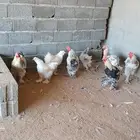 دجاج براهما للبيع 4 دجاجات و 4 ديوك