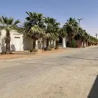 شجر واشنطونيا للبيع