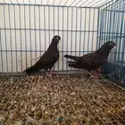 صنعاني اسود