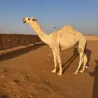 قعود لقي للبيع