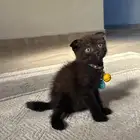 قط للبيع مع كامل اغراضة