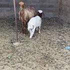 نعجه معها خروف