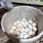 يوجد بيض بلدي حق اليوم نظيف شرط وتجميع يومي