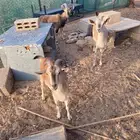 هجين وعل