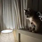قطه سكوتش