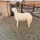 للبيع طلي حري مشروع فحل