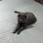 Cat Father and kittens