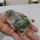 كنيور أناناس ( تم البيع )