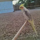 كروان باكستاني