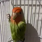 الطير روز رد أوبلاين ((تم للبيع ))