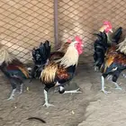 ديوك عربي