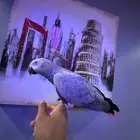 كاسكو الف ومتكلم