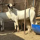 مشروع فحل العمر 8شهور من مراح درة الجمال