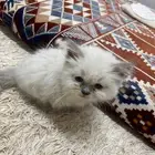 قط عمره 3 اشهر