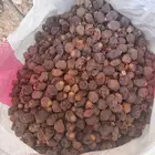 تمر غنم نفيع