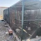 شبوك ومخافق حمام للبيع فقط