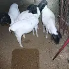 غنم بربري 4 جذعان