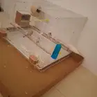 لبيع زيبرا وفروخه