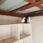 صنعاني ابيض