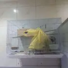 قفص عصافير بادجي