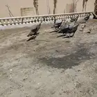 رومي للبيع