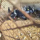 حمام بلدي