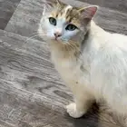 قط ذكر معقم